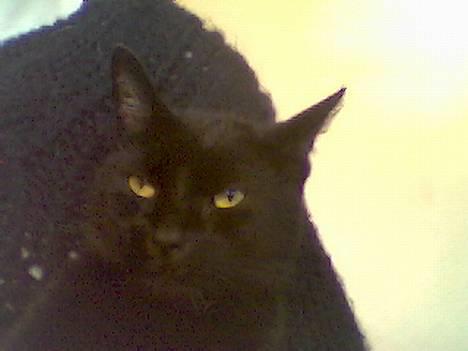 Blanding af racer Sorte *DØD* - Ihh.. hvor har du store øjne,, det er så jeg bedre kan se dig ! billede 3