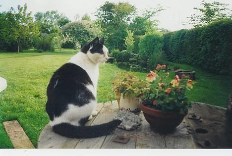 Huskat Pølle - Det er så min lille fine pøls...!!! billede 1