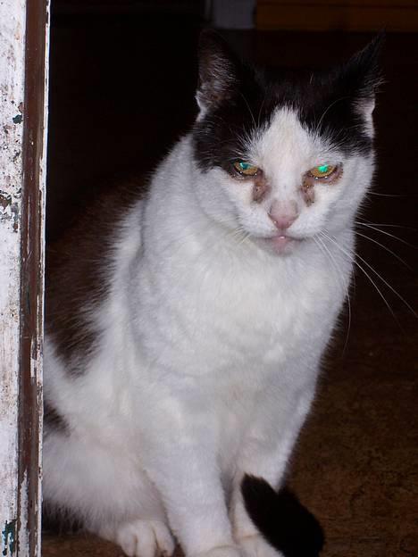 Huskat Pølle - Sååh fin . . :) billede 2