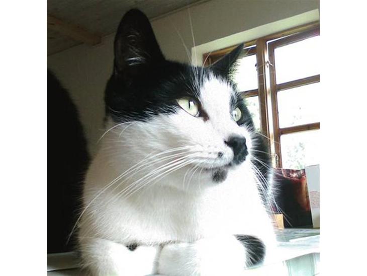 {{currentPhoto.altText}} billede {{currentPhoto.number}}