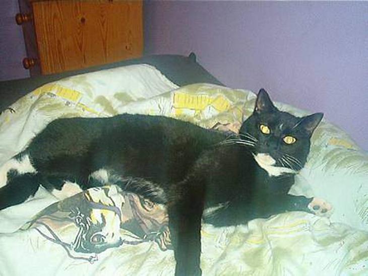 {{currentPhoto.altText}} billede {{currentPhoto.number}}