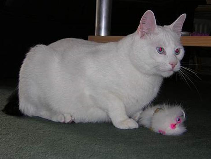 {{currentPhoto.altText}} billede {{currentPhoto.number}}