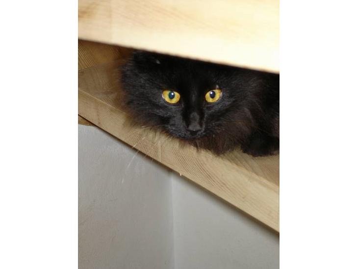 {{currentPhoto.altText}} billede {{currentPhoto.number}}