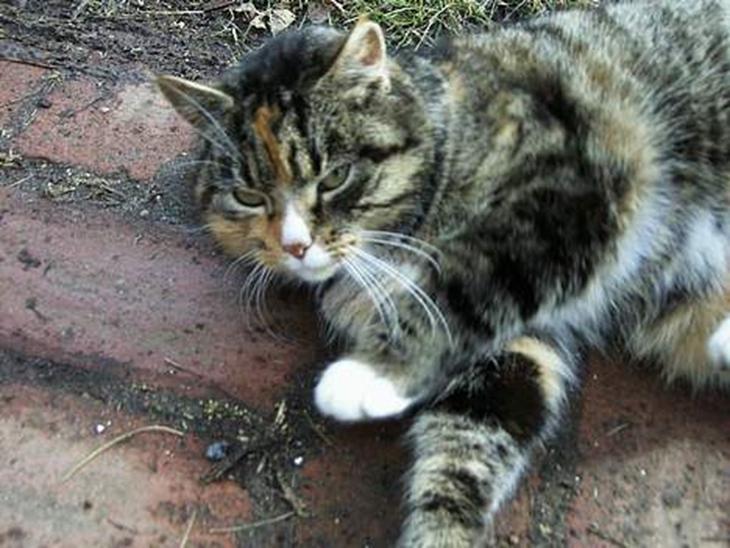 {{currentPhoto.altText}} billede {{currentPhoto.number}}