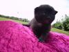 Huskat Plet