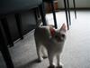 British Shorthair Simba