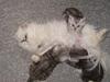 Perser Luna (¤ R.I.P ¤)