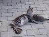 Maine Coon Flora
