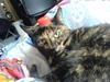 Huskat Amanda ( Mongo)<3