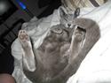 Russian Blue smukke