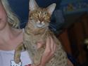 Ocicat Sea Coon´s Coco (Smilla)