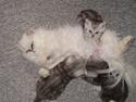 Perser Luna (¤ R.I.P ¤)