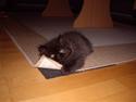 Perser Felix