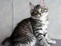 Kurilean Bobtail Chalounja Kurilkot