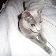 Russian Blue smukke