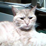 Blanding af racer Garfield