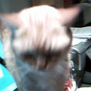 Blanding af racer Garfield