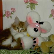 Maine Coon Nikoline (Line) R.I.P <3