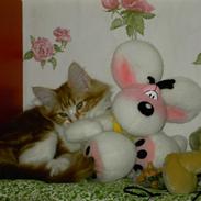 Maine Coon Nikoline (Line) R.I.P <3