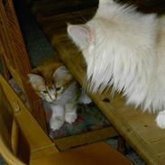 Maine Coon Nikoline (Line) R.I.P <3