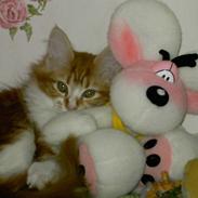 Maine Coon Nikoline (Line) R.I.P <3