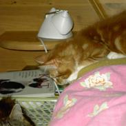 Maine Coon Nikoline (Line) R.I.P <3