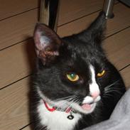 Huskat Sussi (død :/ )
