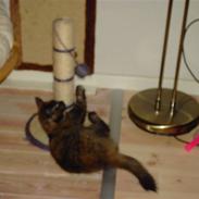 Blanding af racer Frida