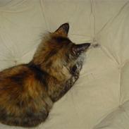 Blanding af racer Frida