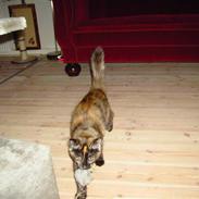 Blanding af racer Frida