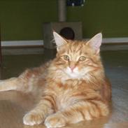 Maine Coon Mogens