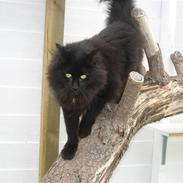 Norsk Skovkat Abu (Whisky)