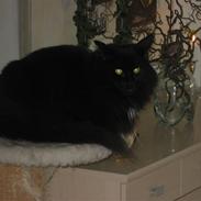 Norsk Skovkat Abu (Whisky)