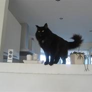 Norsk Skovkat Abu (Whisky)