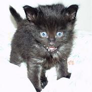 Norsk Skovkat Abu (Whisky)