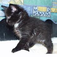 Norsk Skovkat Abu (Whisky)