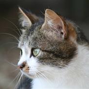 Huskat Filur