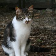 Huskat Filur
