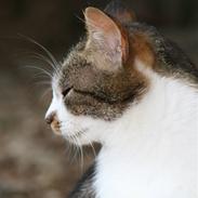 Huskat Filur