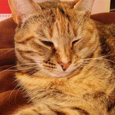 Blanding af racer Pjevs