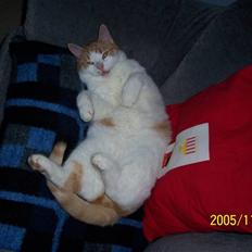 Huskat Pjevs. :(han er død):