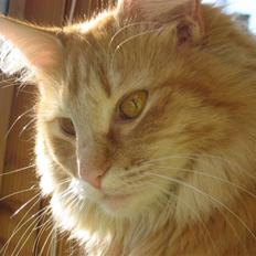 Norsk Skovkat Frække Frida