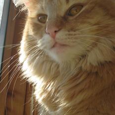 Norsk Skovkat Frække Frida