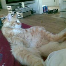 Norsk Skovkat Frække Frida