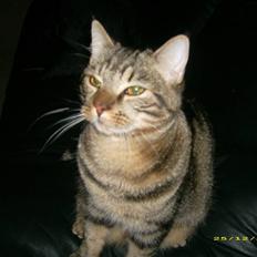 Huskat Bailey (29/4-07 - 02/01-12)