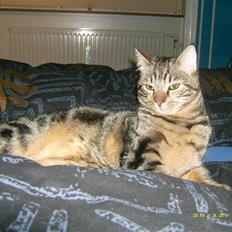 Huskat Bailey (29/4-07 - 02/01-12)