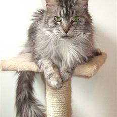 Maine Coon Ayo