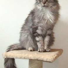 Maine Coon Ayo