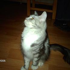 Maine Coon Troya