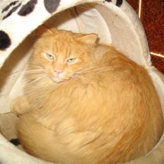 Blanding af racer Johnny